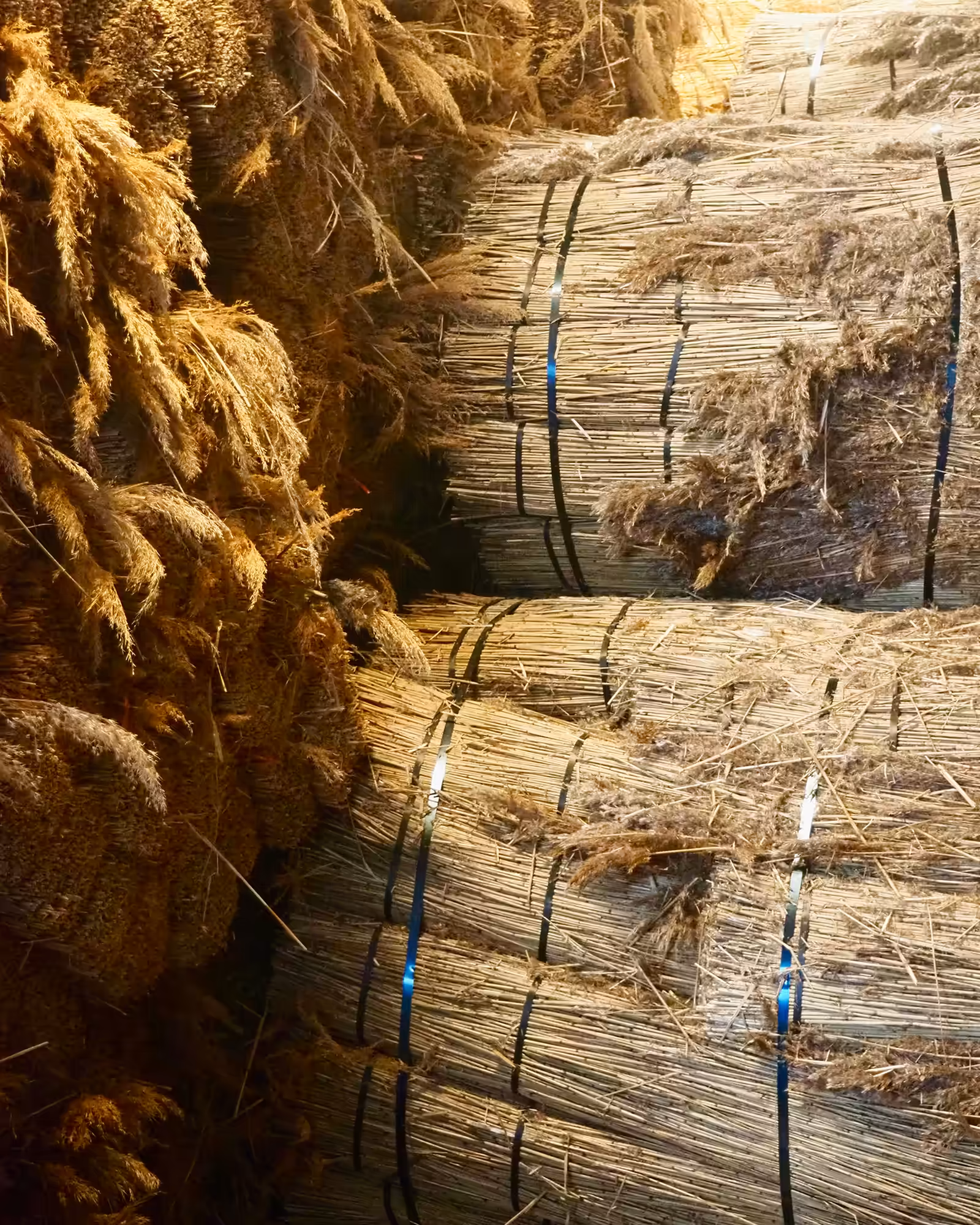 Bundter af tækkerør